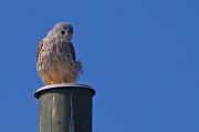 Common Kestrel � Pascal Curty