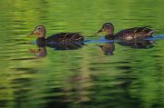 Stockente � Pascal Curty