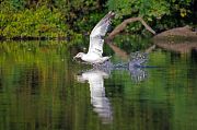Mittelmeerm�we � Pascal Curty