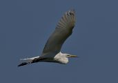 Great Egret � Peter Koch 