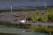 Great Egret � Thomas Nierle