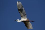 Great Egret � Thomas Nierle