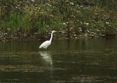Great Egret � Patrick Inchausp�