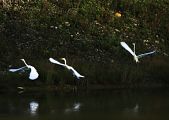 Great Egret � Patrick Inchausp�