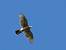 Northern Goshawk (Accipiter gentilis) � Yvan Schmidt