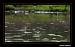 Zwergstrandl�ufer (Calidris minuta) � St�phane Henneberg
