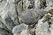 Rock Ptarmigan (Lagopus muta) � Eric Sauser
