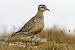 Eurasian Dotterel (Charadrius morinellus) � Eric Sauser