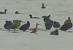 Pfuhlschnepfe (Limosa lapponica) � Julien Mazenauer