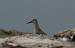 Knutt (Calidris canutus) � Julien Mazenauer