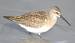 Piovanello comune (Calidris ferruginea) � Matthias Breier