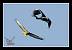 Poiana (Buteo buteo) � Manuel Firmino