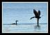 Cormorano (Phalacrocorax carbo) � Manuel Firmino
