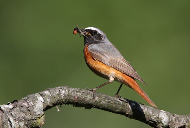 Common Redstart - © Erich Lüscher