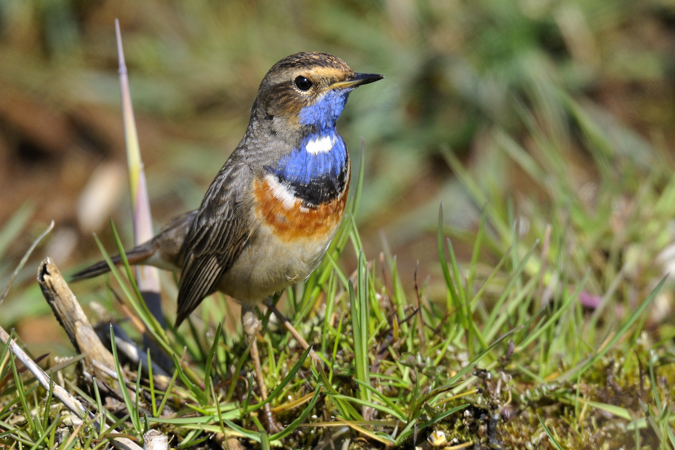 Bluethroat - Heinz Zumbühl