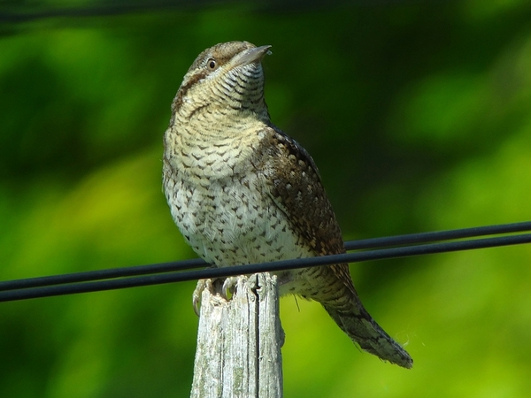 Eurasian Wryneck - © Urs Kägi