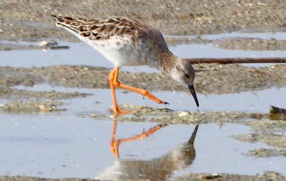 Ruff - © Andrea Louis Capol