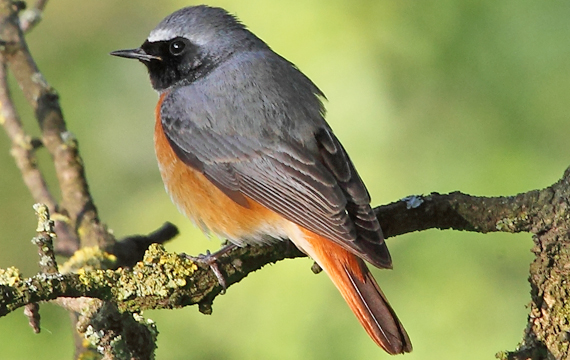 Common Redstart - Andrea Louis Capol
