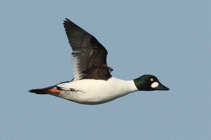 Common Goldeneye - Martin Trachsel