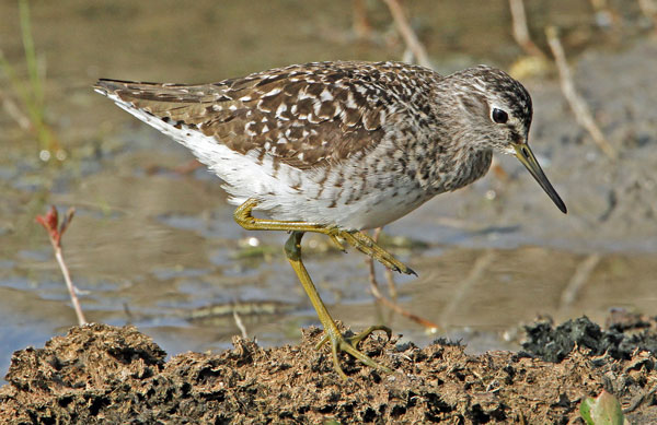 Wood Sandpiper - © Eric Sauser