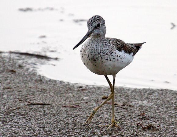 Common Greenshank - © Anders Storensten