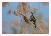 Great Reed Warbler - Olivier Jean-Petit-Matile