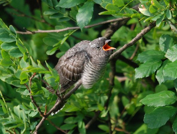 Common Cuckoo - Martin Meier-Ziegler