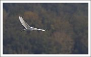 Great Egret - Olivier Jean-Petit-Matile