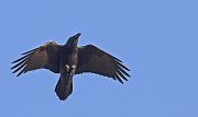 Northern Raven - Olivier Jean-Petit-Matile