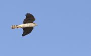 Eurasian Sparrowhawk - Olivier Jean-Petit-Matile