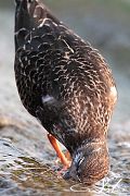Ruddy Turnstone - Christian Fosserat