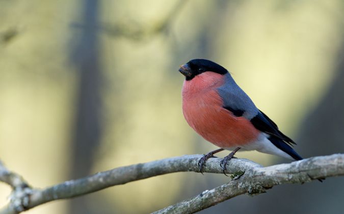 Eurasian Bullfinch - Bernard Machetto