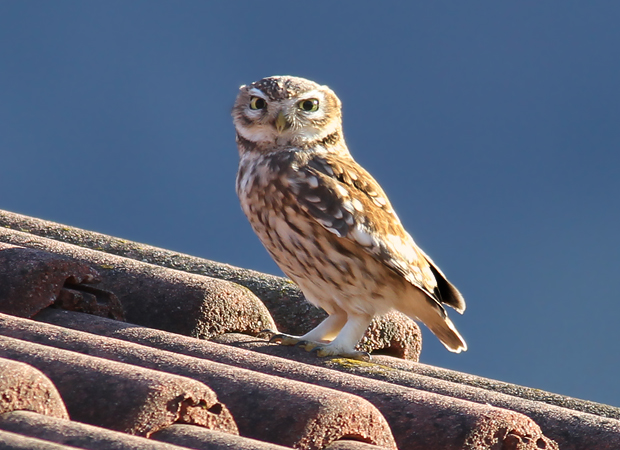 Little Owl - Patrick Donini