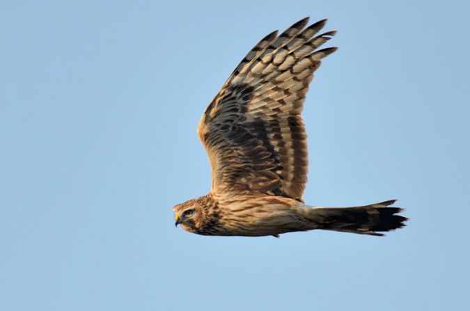Northern Harrier - Mario Böni