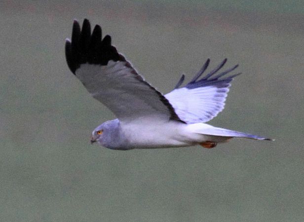 Northern Harrier - Patrick Monney