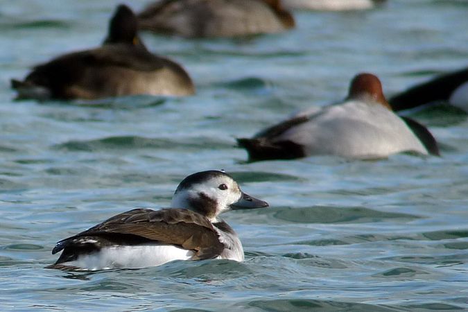 Long-tailed Duck - Stephan Trösch