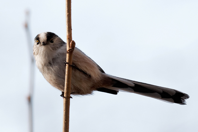 Long-tailed Bushtit - Lukas Howald