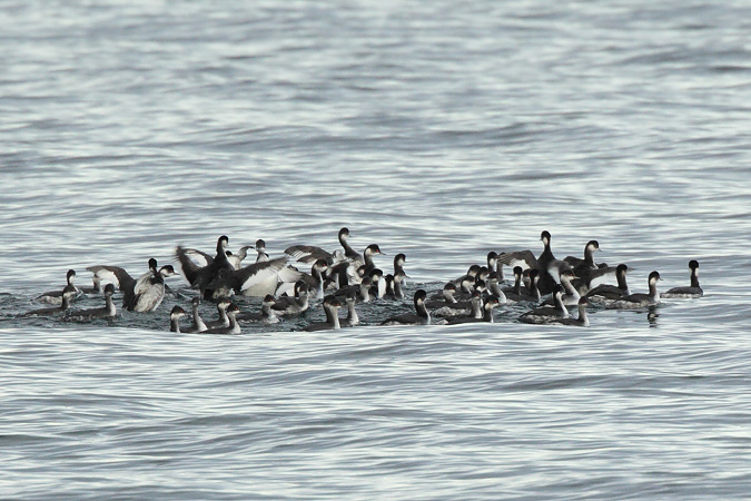 Black-necked Grebe - Martin Trachsel
