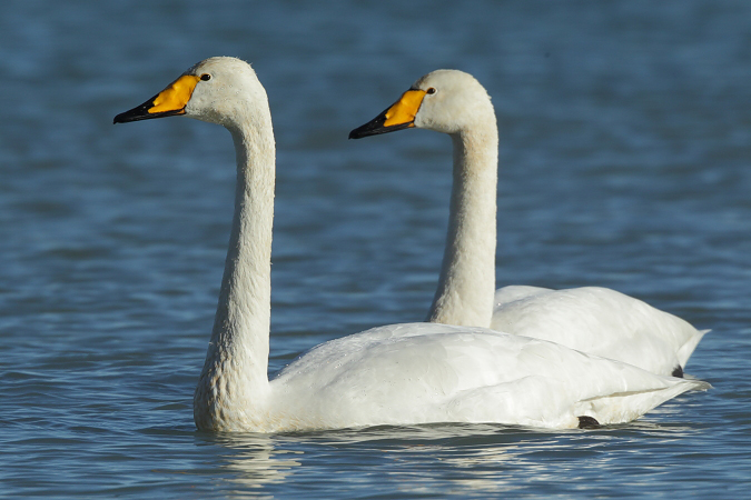 Whooper Swan - Martin Trachsel