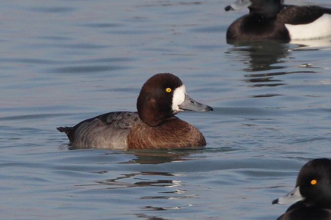 Greater Scaup - Martin Trachsel