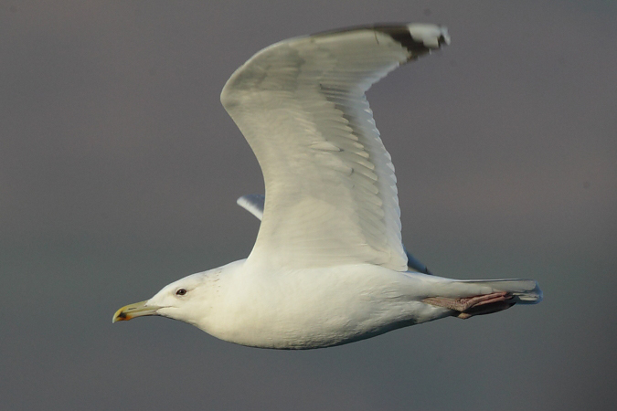 Caspian Gull - Martin Trachsel
