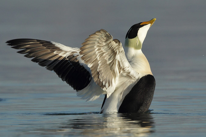 Common Eider - Martin Trachsel