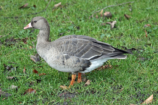 Greater White-fronted Goose - Eric Sauser