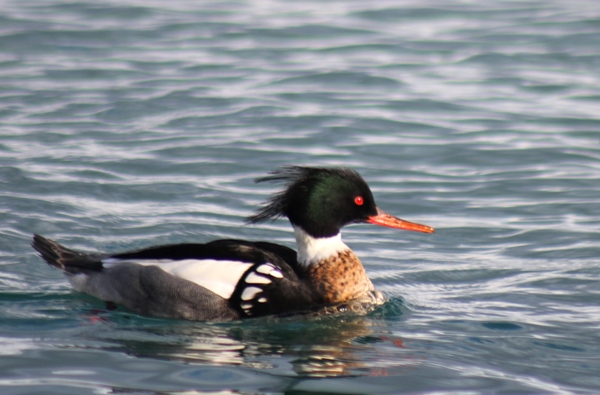 Red-breasted Merganser - Thibault Gebhard