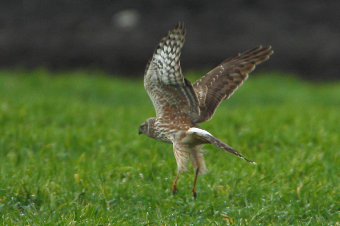 Northern Harrier - Bernhard & Edith Herzog