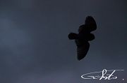 Long-eared Owl - Christian Fosserat