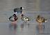 Eurasian Wigeon (Anas penelope) � Gianni Marcolli