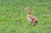 Egyptian Goose (Alopochen aegyptiaca) � Caroline Kuppenheim