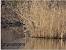 Eurasian Bittern (Botaurus stellaris) � hidden author