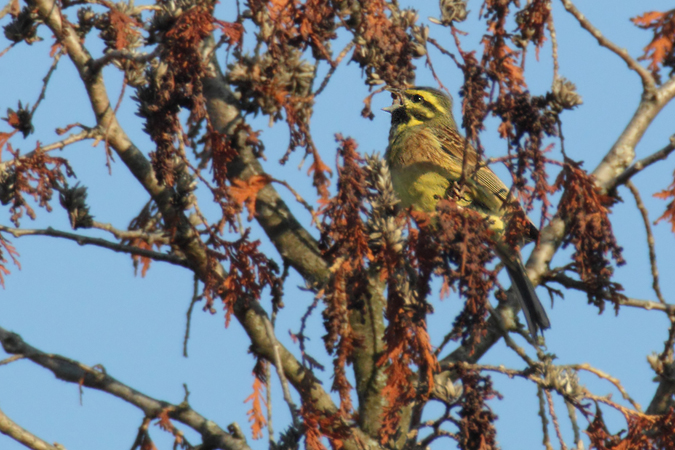 Cirl Bunting - Christopher Plummer